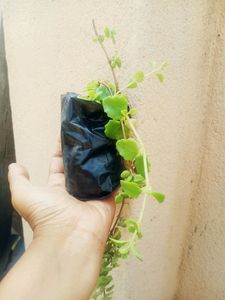 Combo Of Hanging Plants