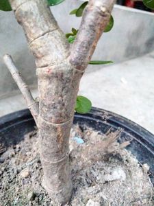 Jade Bonsai (Lucky Plant)