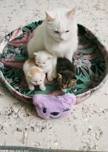 Cute Pet Bed Set Velvet Febric