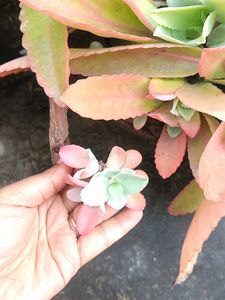 Home Plant