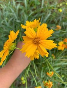 flowering  plants 3 combo