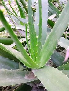 Aloe Vera (Aloe Barbadensis Miller)