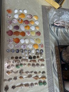 Seashell Collection