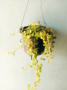 Hanging Plant's With Pot