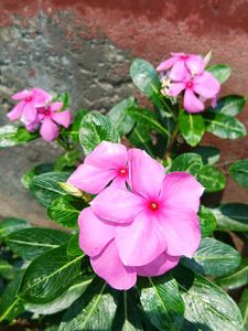 Nayantara Plant Sadabahar