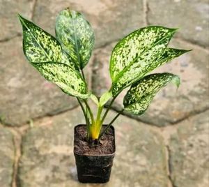 Aglaonema Indoor/Outdoor Plant With Pot.