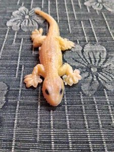 Toy Lizard