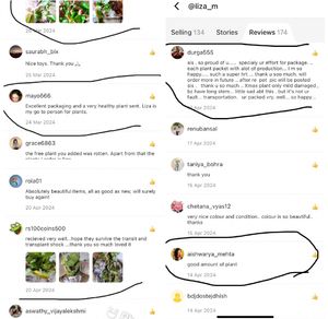 Green Thin Aglonema Healthy Plant