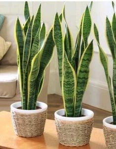 3 Rare Sansevieria Plants