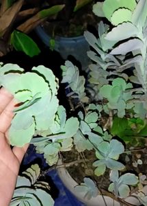Tradescantia spathacea And Flower Dust Plant
