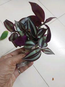 Wandering Jew