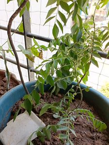 Curry Plant..Good And Healthy