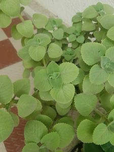 Mexican Mint ( Oregano )