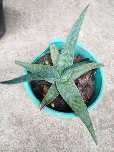 Assorted Plants