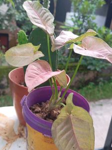 combo of 4+ freebies as Moss Rosa cutting flower