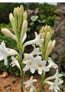 Price Starting15 Rs.plant Combo