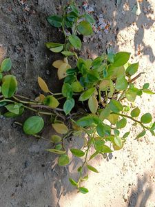 mixed hanging plants