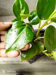 Assorted Houseplant Bundle