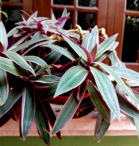 Rhoe Plant Live 🤩🤩