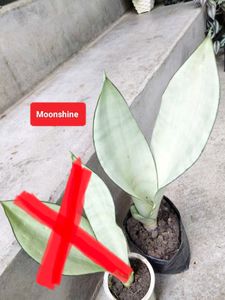 Assorted Sansevierias And Snygonuims Combo