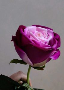 Hot  Velvet Rose In 💜💜 Colour
