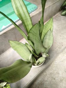 Indoor Plant Duo offer
