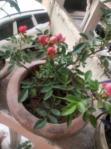 Button Rose Plant With Root