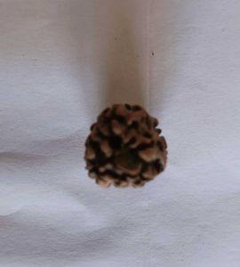 🛑3-Mukhi Rudraksha with Red Thread