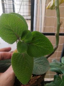 Ajwain Plant Cutting Easy To Grow