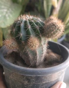 Combo Of Two Flowering Cactus 🌵