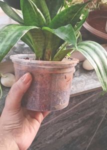 Baby/Dwarf Snake  Plant Only
