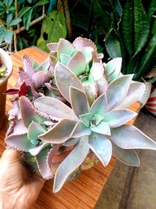 Bunch Of  Sacculents