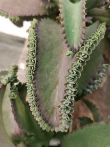 Baby plants &#34;Mother Of million&#34;