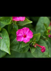 4 o clock flower seeds