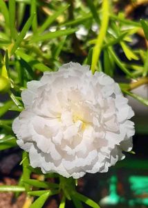 White Portulaca Flower Plants With Roots