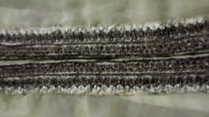 Pakistani Aliya Cut