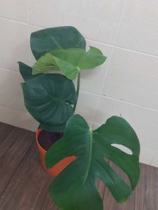 Monestera (7 Leaves)