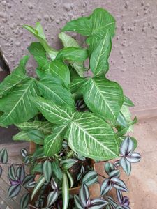 5 Combo Plants