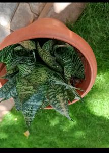 Combo Of 5 Plants