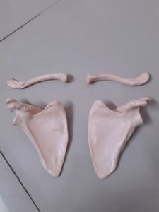 Bones Set-1 For Medical Students!! (Thorax)