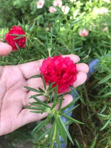 Red Portulaca Flower Plant With Roots