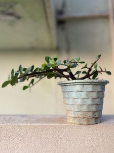 Dwarf Jade Plant in Pot