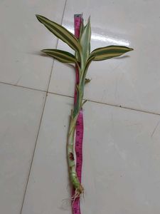 Bamboo With Roots
