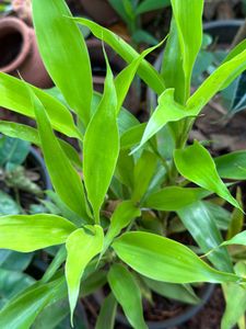 10 Live Root Plants