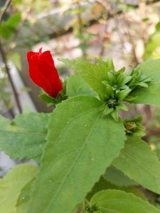 Red Flower Bud