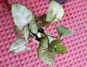 Set 3 Arrowhead &amp; Purple Heart &amp;syngonium Plants ?