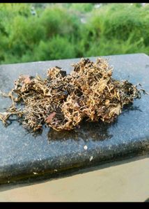 2 Kg Premium Dagad Phool (Kalpasi / Stone Flower)