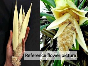 Kevada Pandanus / Thazampoo Plant