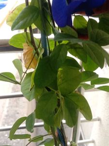 Plant Combo Of10