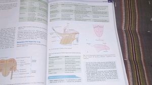 Head,Neck And Brain Textbook Of Anatomy Vol 3